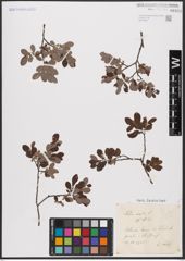 Foto von Salix aurita L.
